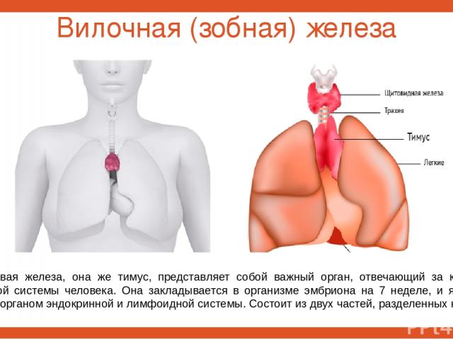 Вилочная (зобная) железа Вилочковая железа, она же тимус, представляет собой важный орган, отвечающий за качество иммунной системы человека. Она закладывается в организме эмбриона на 7 неделе, и является первым органом эндокринной и лимфоидной систе…