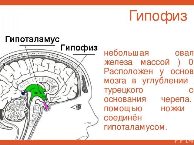 Гипофиз небольшая овальная железа массой ) 0,7 г. Расположен у основания мозга в углублении ямки турецкого седла основания черепа. С помощью ножки он соединён с гипоталамусом.