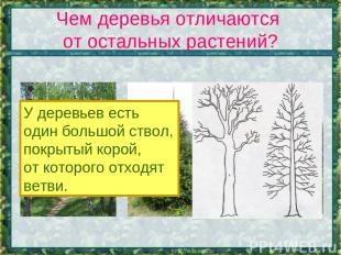 Чем деревья отличаются от остальных растений? У деревьев есть один большой ствол
