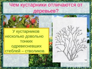 Чем кустарники отличаются от деревьев? У кустарников несколько довольно тонких о