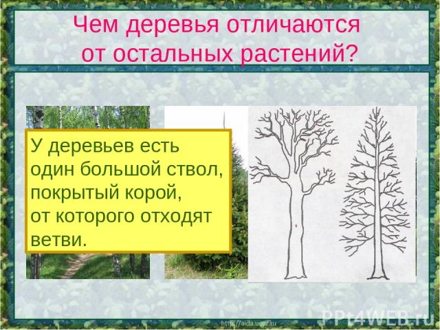 Чем деревья отличаются от остальных растений? У деревьев есть один большой ствол, покрытый корой, от которого отходят ветви.