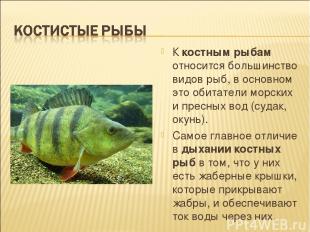 К костным рыбам относится большинство видов рыб, в основном это обитатели морски