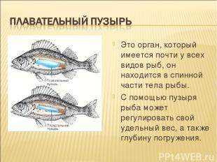 Это орган, который имеется почти у всех видов рыб, он находится в спинной части