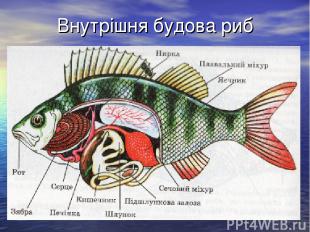 Внутрішня будова риб