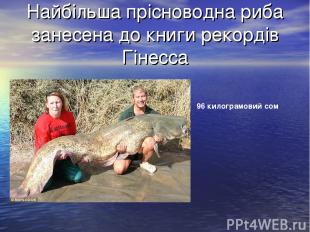 Найбільша прісноводна риба занесена до книги рекордів Гінесса 96 килограмовий со