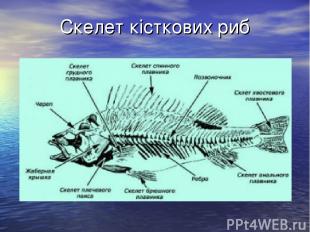 Скелет кісткових риб