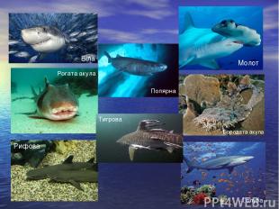 Біла Молот Рифова Голуба Бородата акула Рогата акула Тигрова Полярна