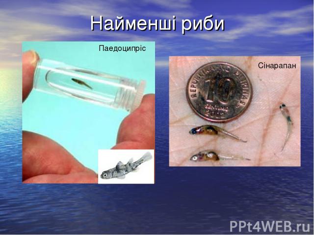 Найменші риби Паедоципріс Сінарапан