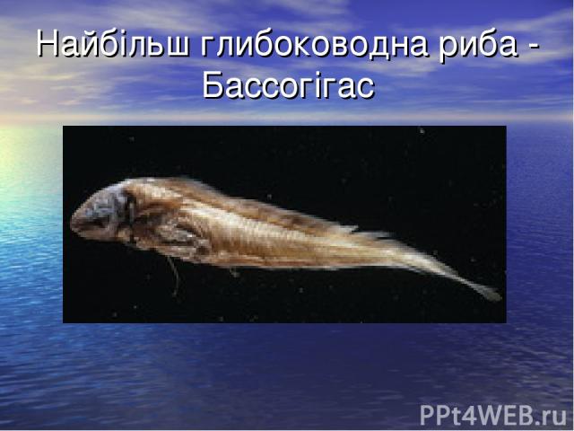 Найбільш глибоководна риба - Бассогігас