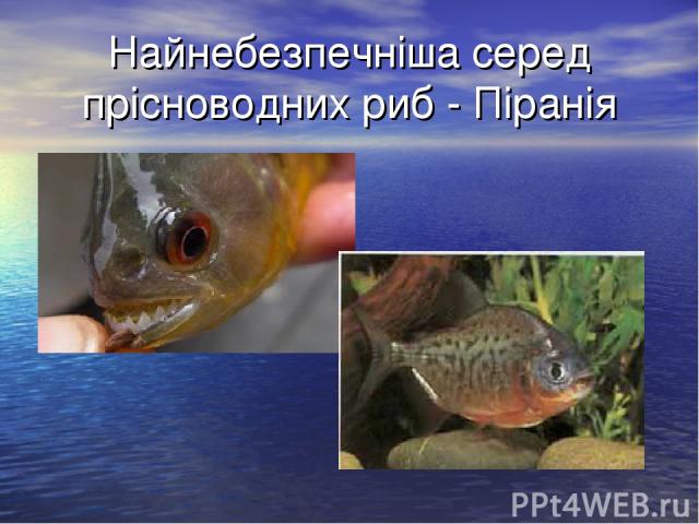Найнебезпечніша серед прісноводних риб - Піранія