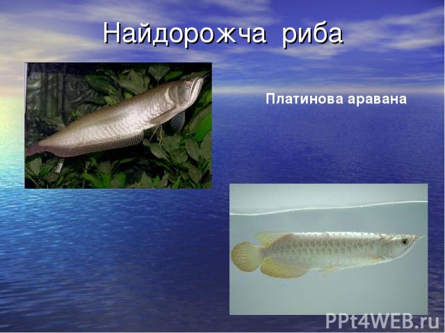 Найдорожча риба Платинова аравана