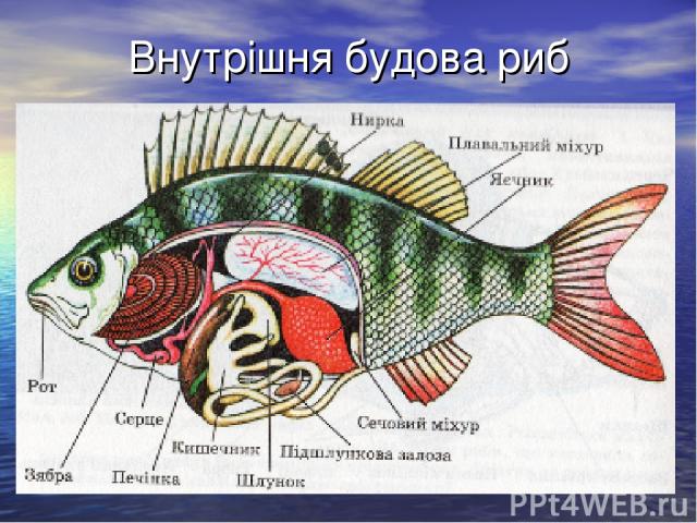 Внутрішня будова риб