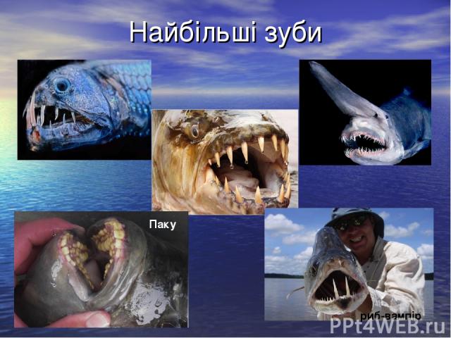Найбільші зуби риб-вампір Паку