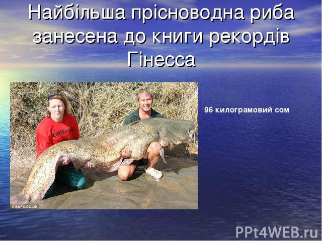 Найбільша прісноводна риба занесена до книги рекордів Гінесса 96 килограмовий сом