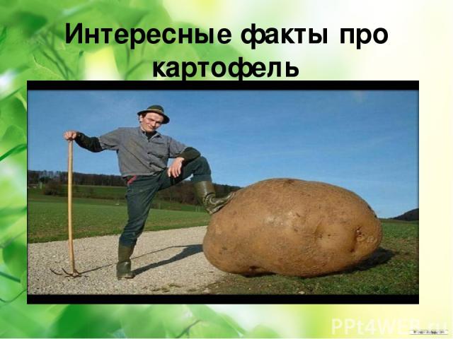 Интересные факты про картофель