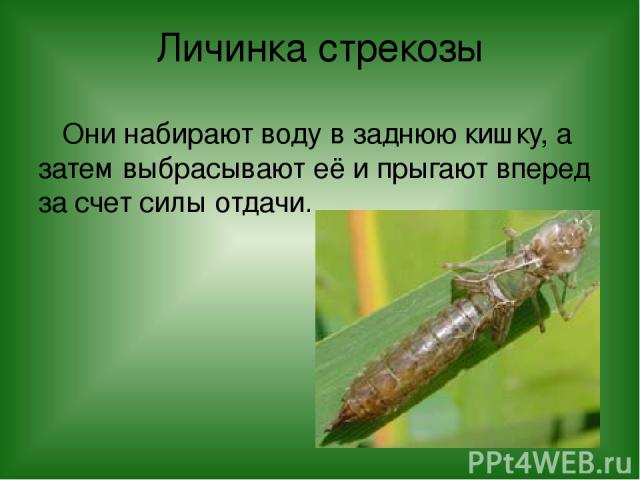 Личинка стрекозы Они набирают воду в заднюю кишку, а затем выбрасывают её и прыгают вперед за счет силы отдачи.