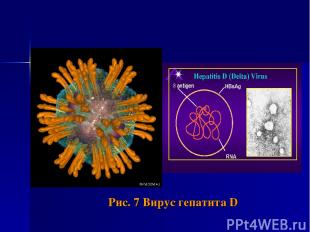 Рис. 7 Вирус гепатита D