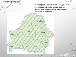 Распространение: В Беларуси черный аист гнездится на всей территории за исключен