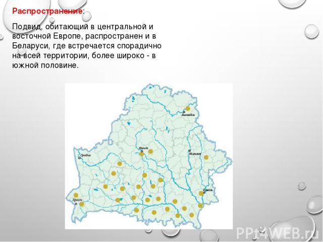Распространение: Подвид, обитающий в центральной и восточной Европе, распространен и в Беларуси, где встречается спорадично на всей территории, более широко - в южной половине.