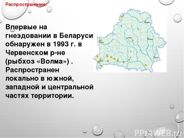 Распространение: Впервые на гнездовании в Беларуси обнаружен в 1993 г. в Червенском р-не (рыбхоз «Волма») . Распространен локально в южной, западной и центральной частях территории.