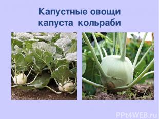 Капустные овощи капуста кольраби