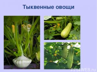 Тыквенные овощи