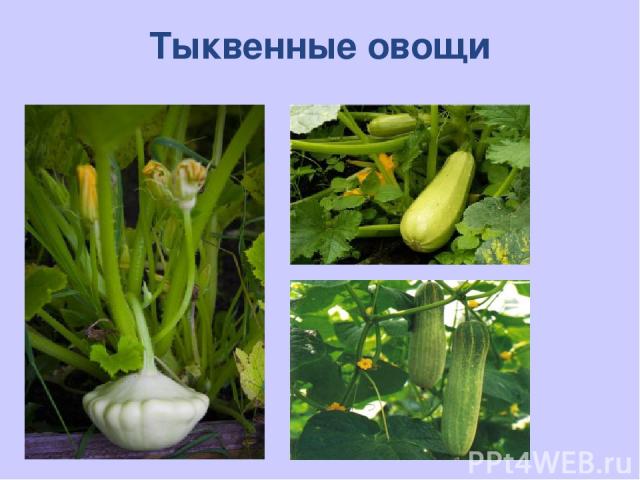 Тыквенные овощи