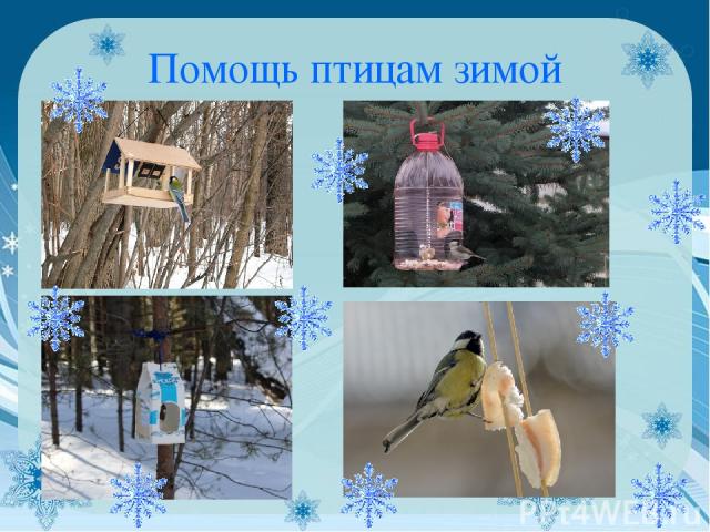 Помощь птицам зимой