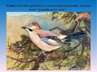 Сойка (Garrulus glandarius), птах родини воронових, відіграє роль "поліцейського