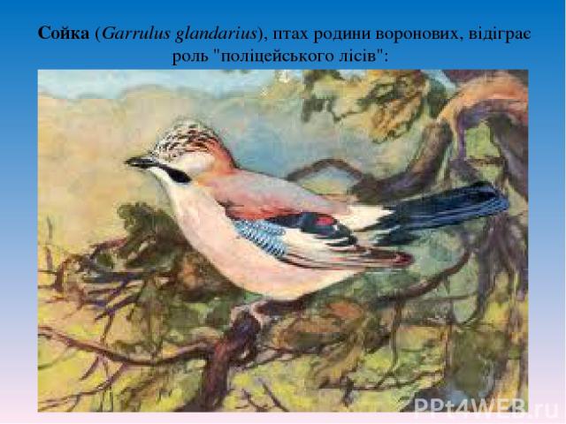 Сойка (Garrulus glandarius), птах родини воронових, відіграє роль 