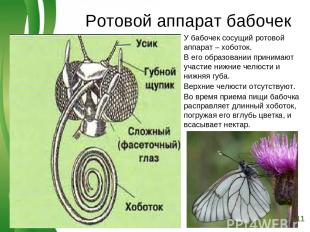Ротовой аппарат бабочек У бабочек сосущий ротовой аппарат – хоботок. В его образ