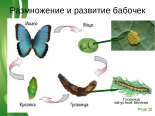 Размножение и развитие бабочек Free Powerpoint Templates Page *
