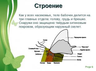 Как у всех насекомых, тело бабочек делится на три главных отдела: голову, грудь