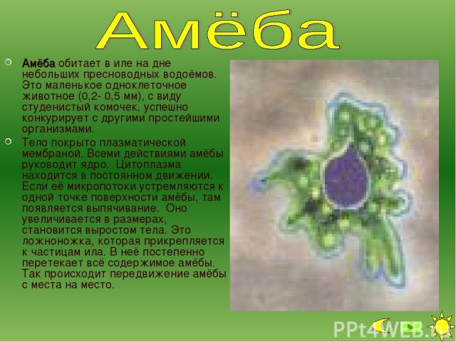 Амёба обитает в иле на дне небольших пресноводных водоёмов. Это маленькое одноклеточное животное (0,2- 0,5 мм), с виду студенистый комочек, успешно конкурирует с другими простейшими организмами. Тело покрыто плазматической мембраной. Всеми действиям…