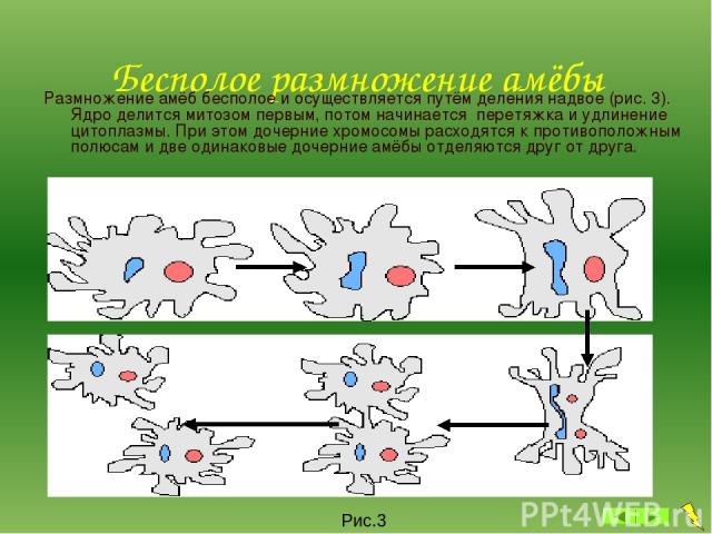 Бесполое размножение амёбы Размножение амёб бесполое и осуществляется путём деления надвое (рис. 3). Ядро делится митозом первым, потом начинается перетяжка и удлинение цитоплазмы. При этом дочерние хромосомы расходятся к противоположным полюсам и д…
