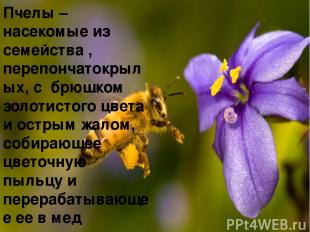 Пчелы – насекомые из семейства , перепончатокрылых, с брюшком золотистого цвета