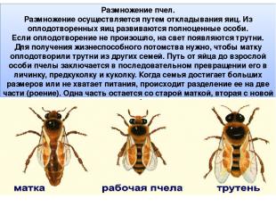 Размножение пчел. Размножение осуществляется путем откладывания яиц. Из оплодотв