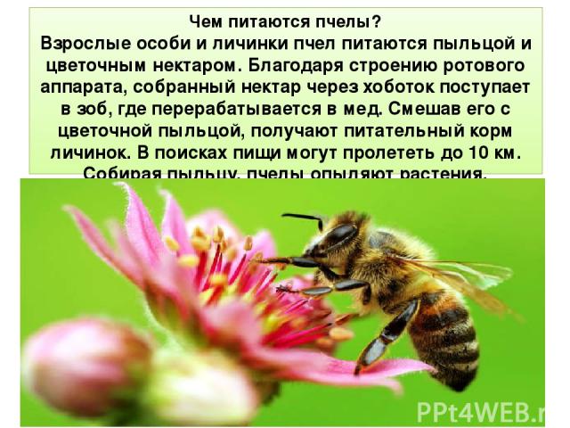 Чем питаются пчелы? Взрослые особи и личинки пчел питаются пыльцой и цветочным нектаром. Благодаря строению ротового аппарата, собранный нектар через хоботок поступает в зоб, где перерабатывается в мед. Смешав его с цветочной пыльцой, получают питат…