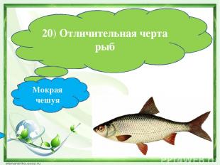 20) Отличительная черта рыб Мокрая чешуя