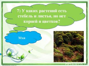 7) У каких растений есть стебель и листья, но нет корней и цветков? Мхи