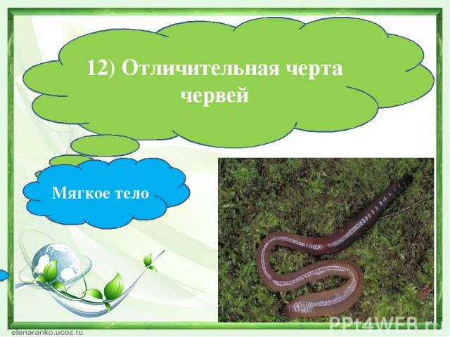 12) Отличительная черта червей Мягкое тело