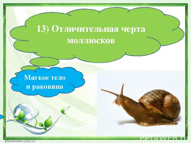 13) Отличительная черта моллюсков Мягкое тело и раковина