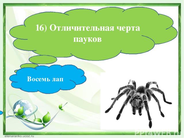 16) Отличительная черта пауков Восемь лап