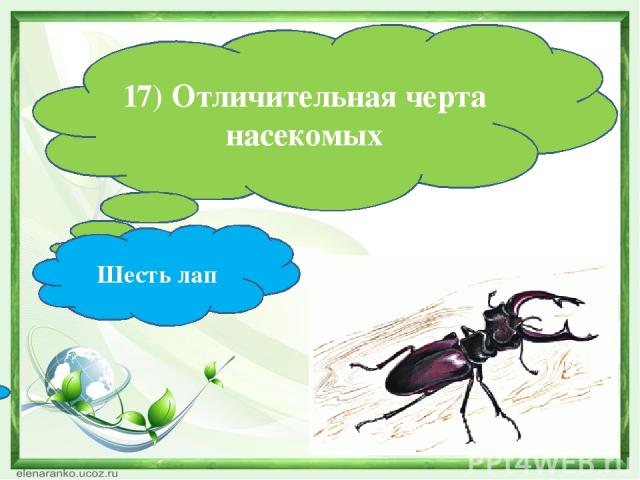17) Отличительная черта насекомых Шесть лап