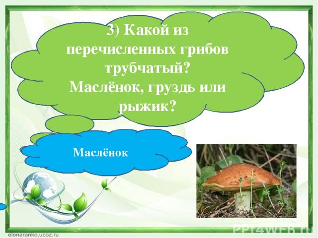 3) Какой из перечисленных грибов трубчатый? Маслёнок, груздь или рыжик? Маслёнок