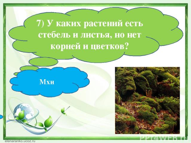 7) У каких растений есть стебель и листья, но нет корней и цветков? Мхи