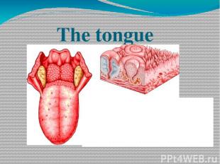 The tongue a muscular (taste and sensitive)