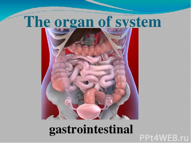 The organ of system gastrointestinal
