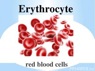 Erythrocyte red blood cells