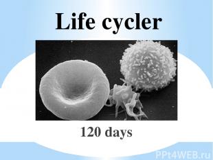 Life cycler 120 days